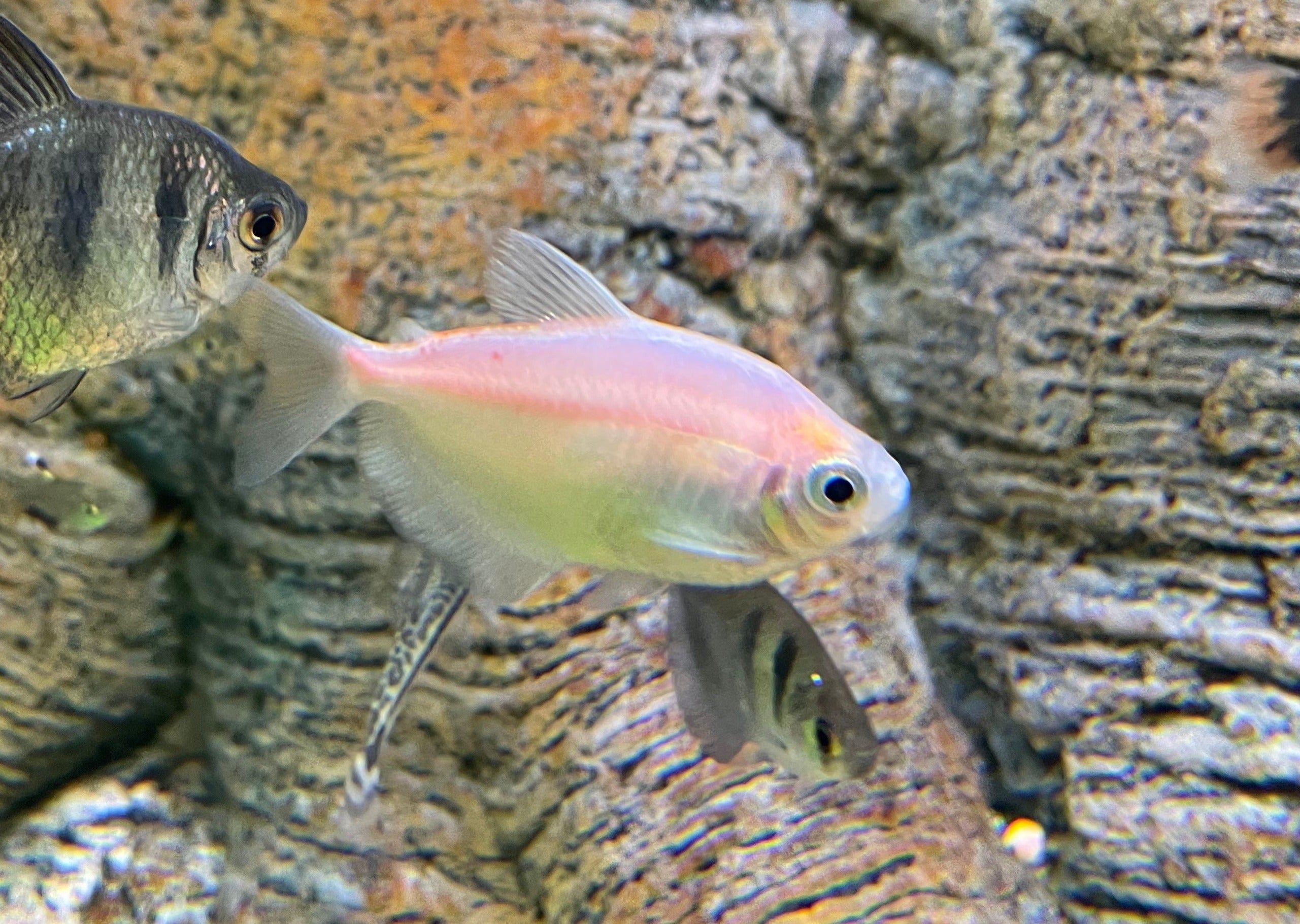 Black Widow Tetra - Gold 2