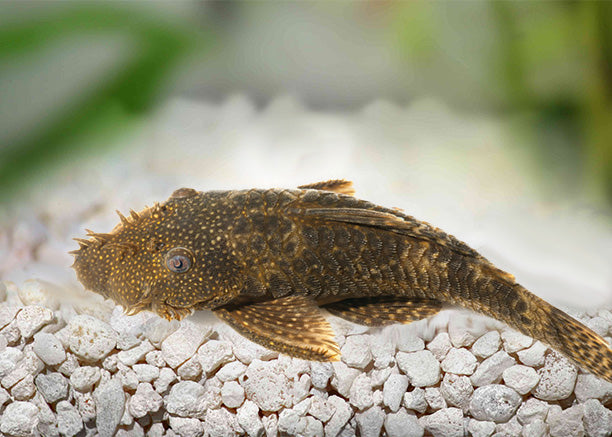 Bristlenose Catfish