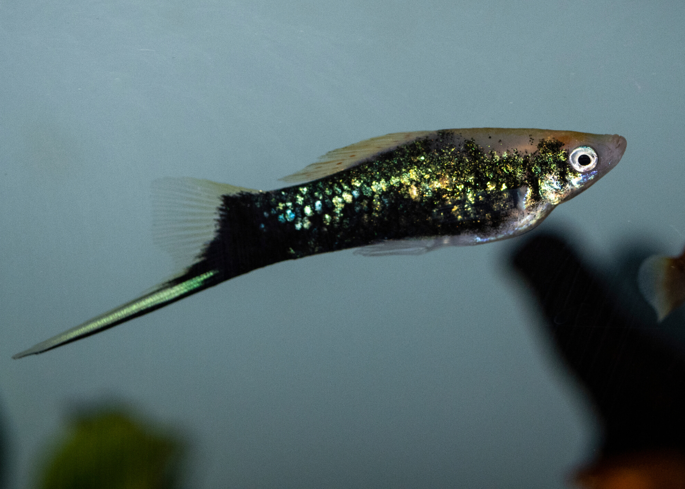 Assorted Swordtail Specail (6 for $30) 2