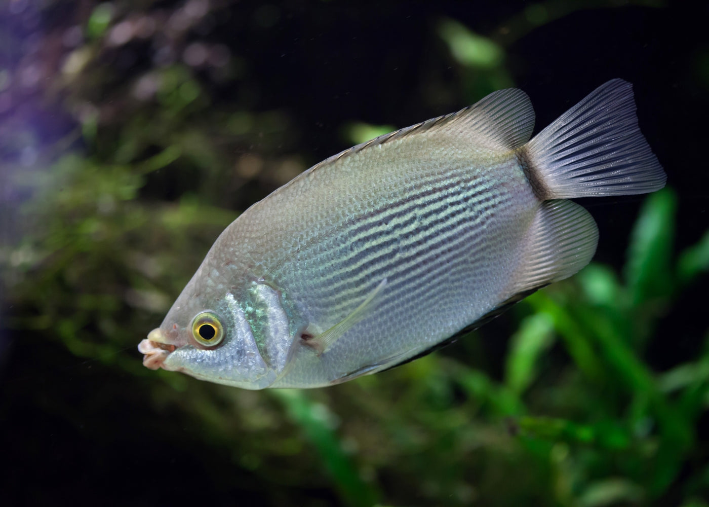 Gourami - Kissing Green