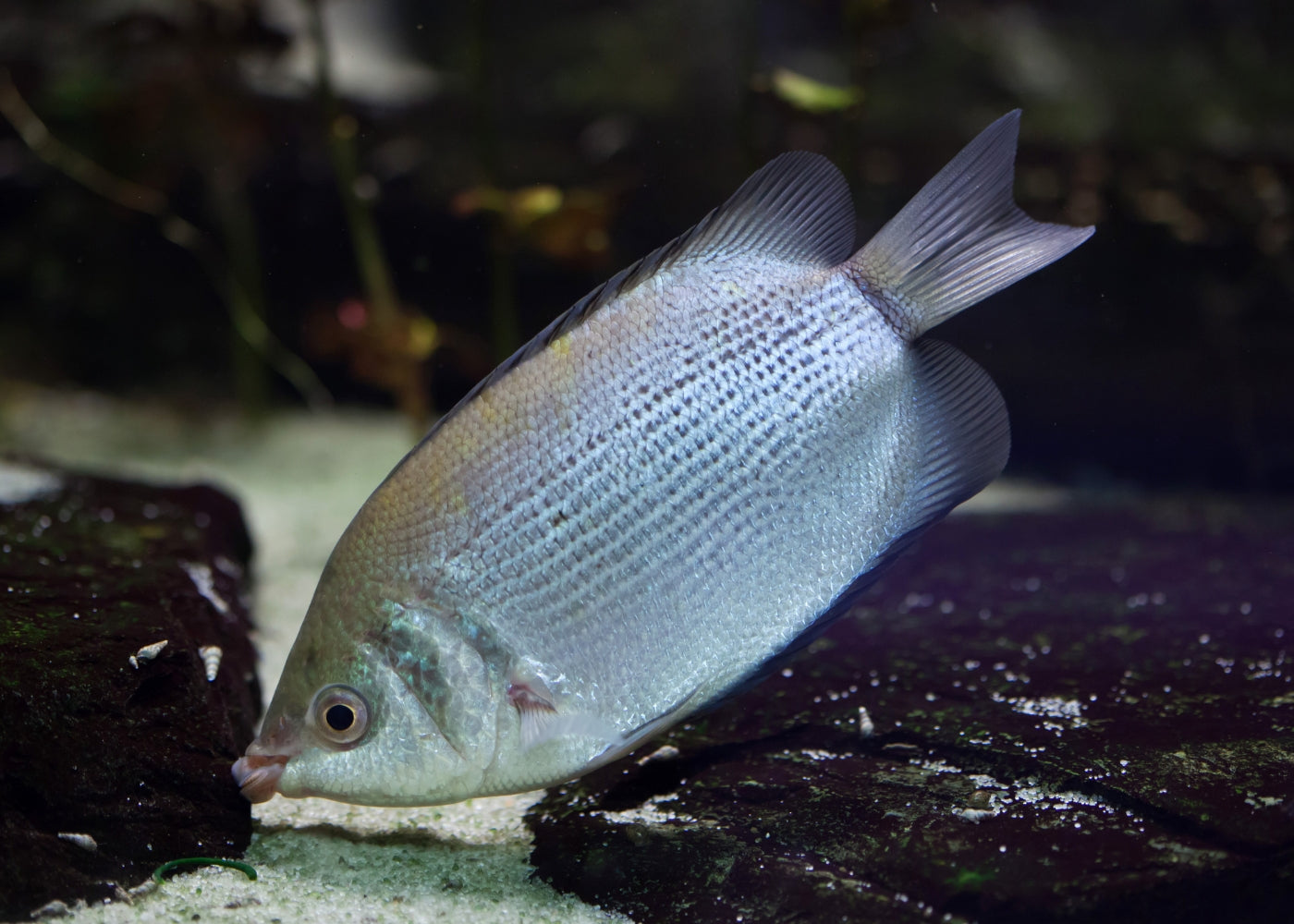 Gourami - Kissing Green 2