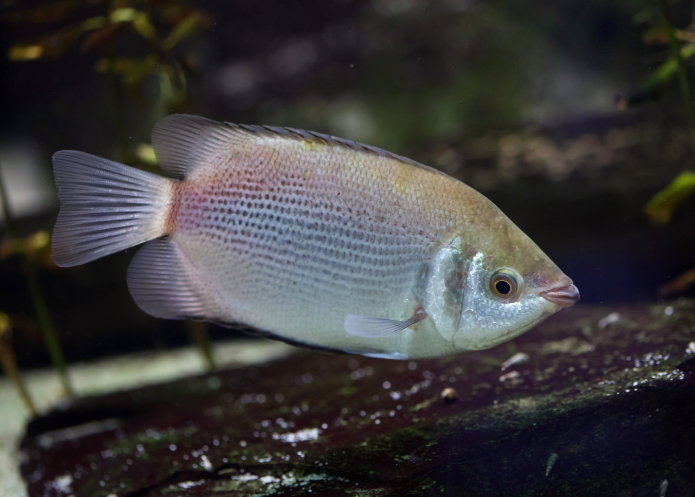Gourami - Kissing Green 3
