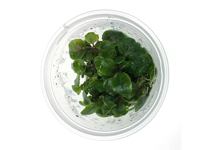 Lobelia Cardinalis Tissue Culture