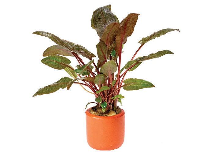 Cryptocoryne Wendtii Tropica in Terracotta Pot