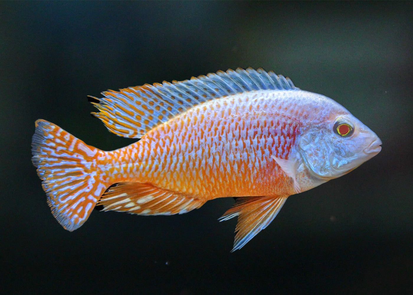 Red Empress - Albino