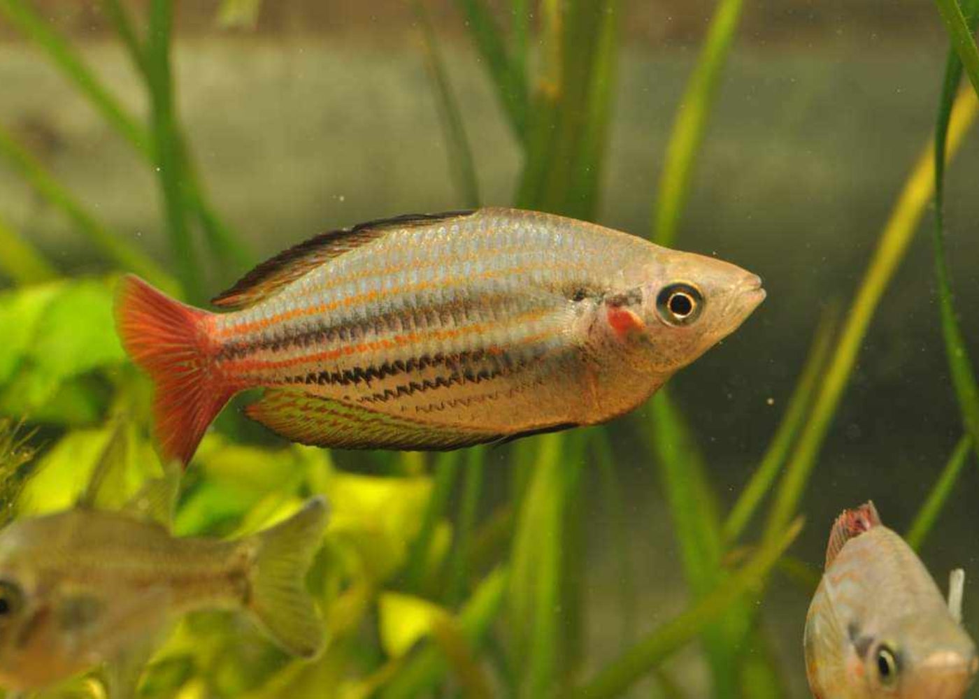Rainbowfish - Australis