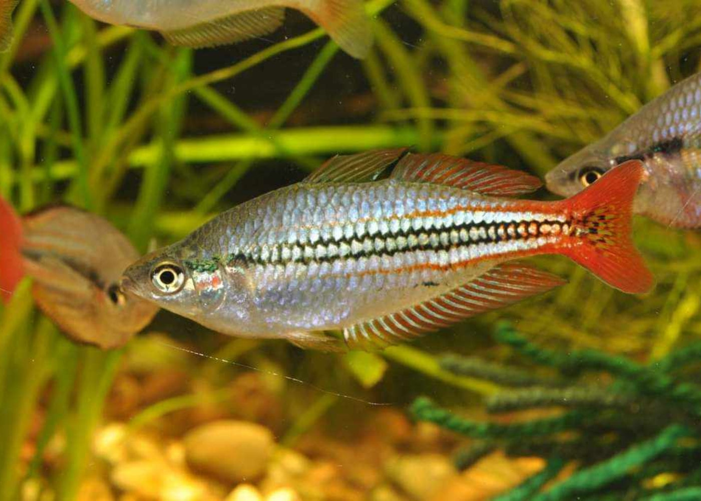Rainbowfish - Australis 3