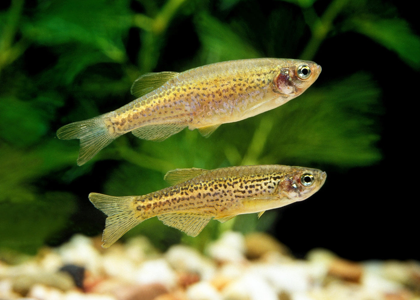 Leopard Danio Special (6 for $22)