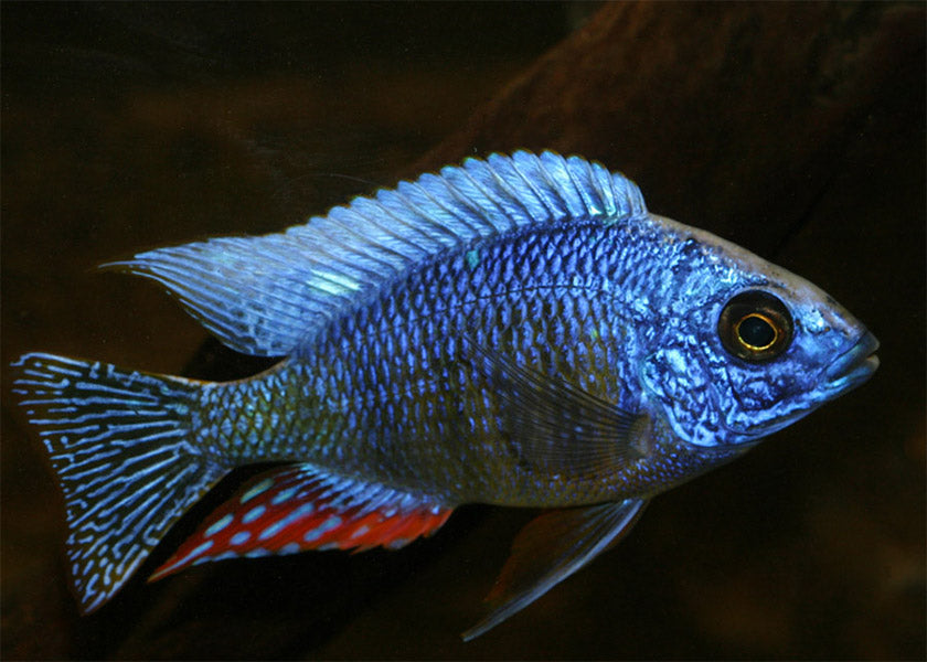 Protomelas Species Taiwan Reef