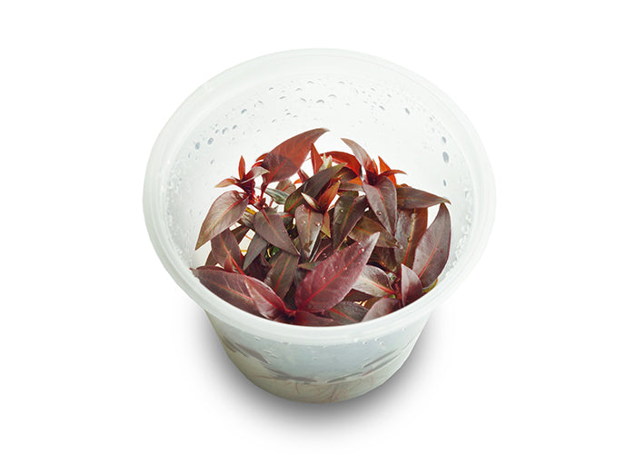 Ludwigia Glandulosa Tissue Culture