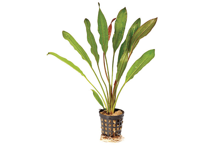 Echinodorus Martii Red in Mesh Pot