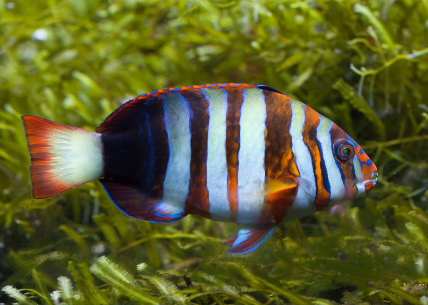 Tuskfish - Harlequin - lge 2