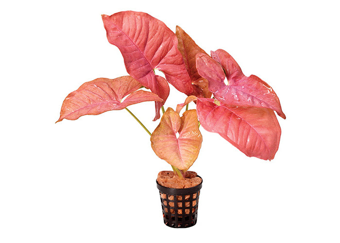 Red Borneo Sword in Mesh Pot