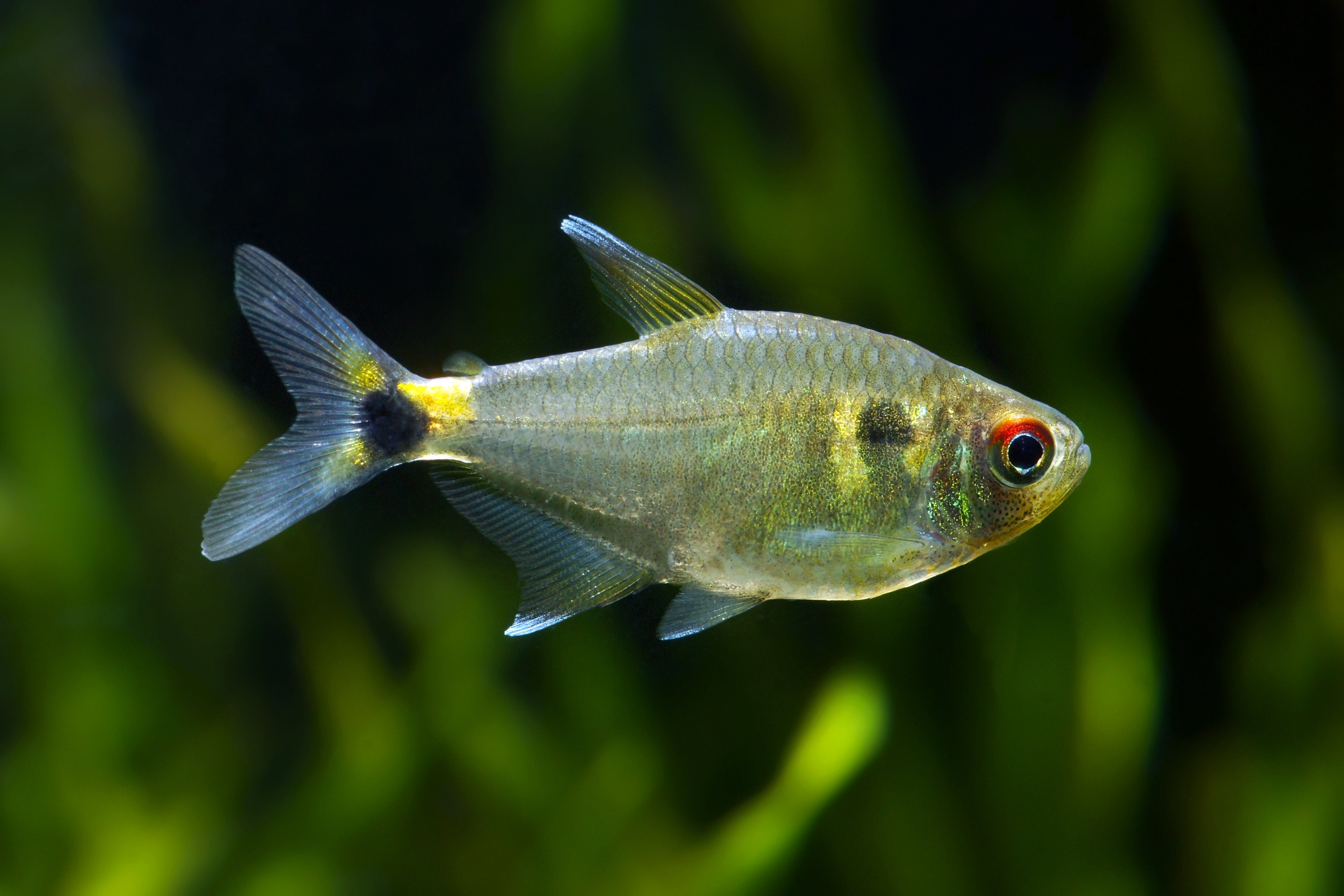 Head & Tail Light Tetra