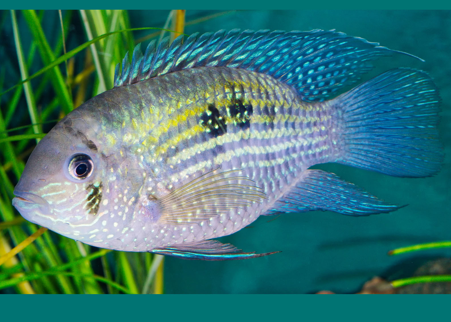 Blue Acara - Special 5 for $25
