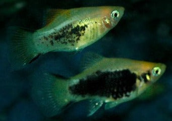 Platy Glowlight Comet Tuxedo