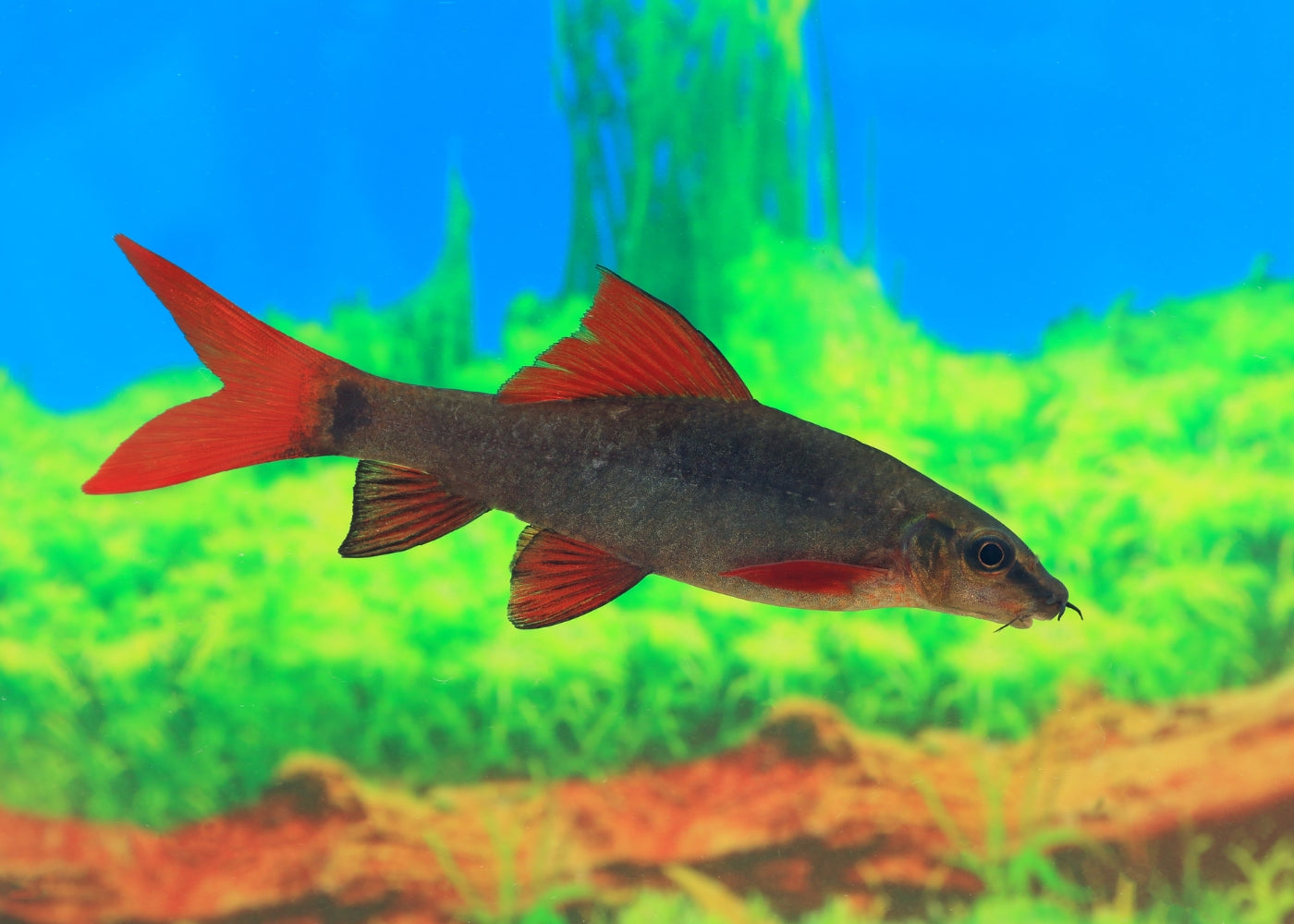 Rainbow Shark 2