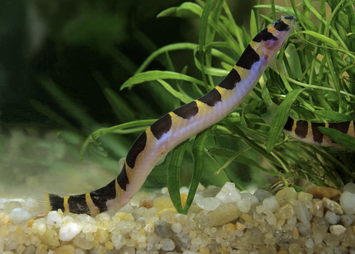 Kuhli Loach 2