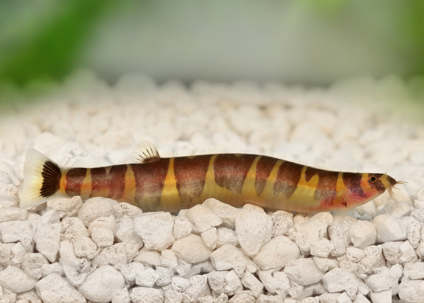 Kuhli Loach 3
