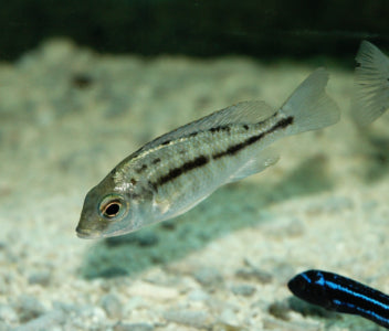 Red Empress - Namalenje Island