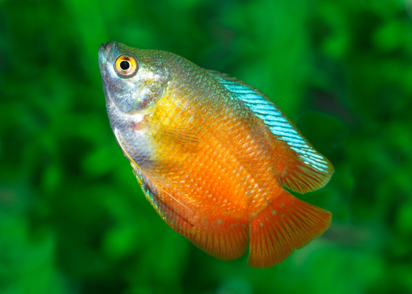 Gourami Dwarf Male Red Flame 3