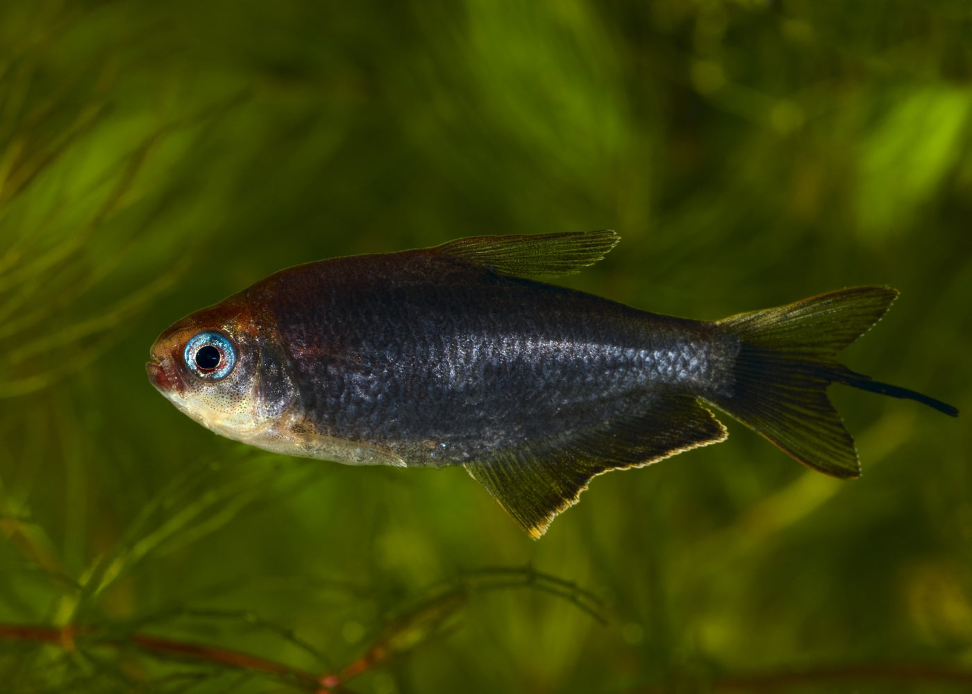 Emperor Tetra - Black (Special 6 for $30)