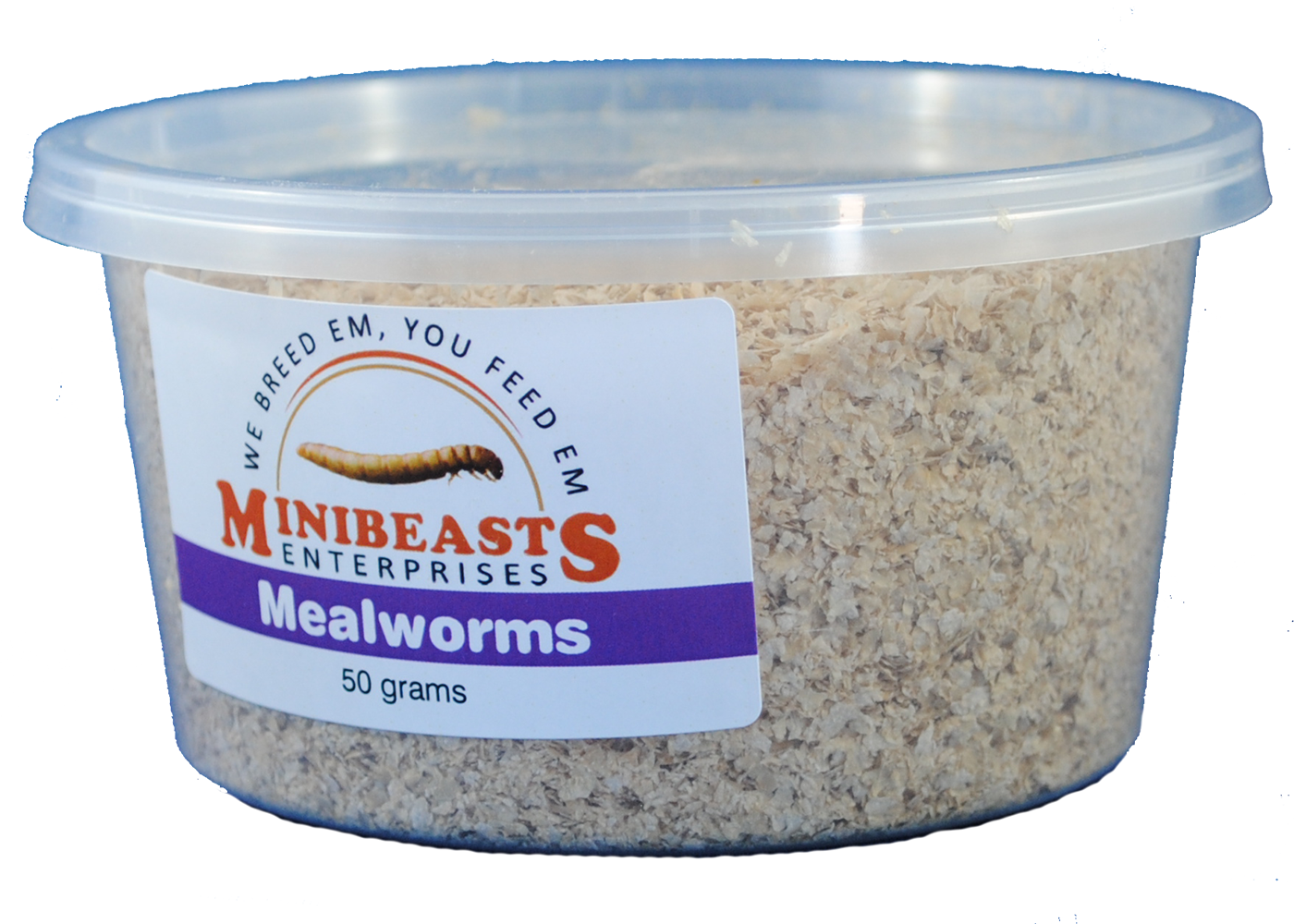 Minibeasts Mealworms 2