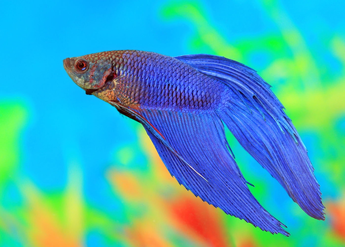 Male Longfin Betta 2