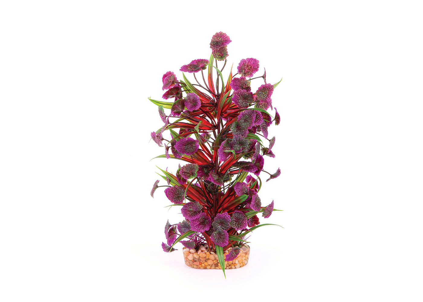 Kazoo Thin Leaf With Maroon Flower Combination Plant 2