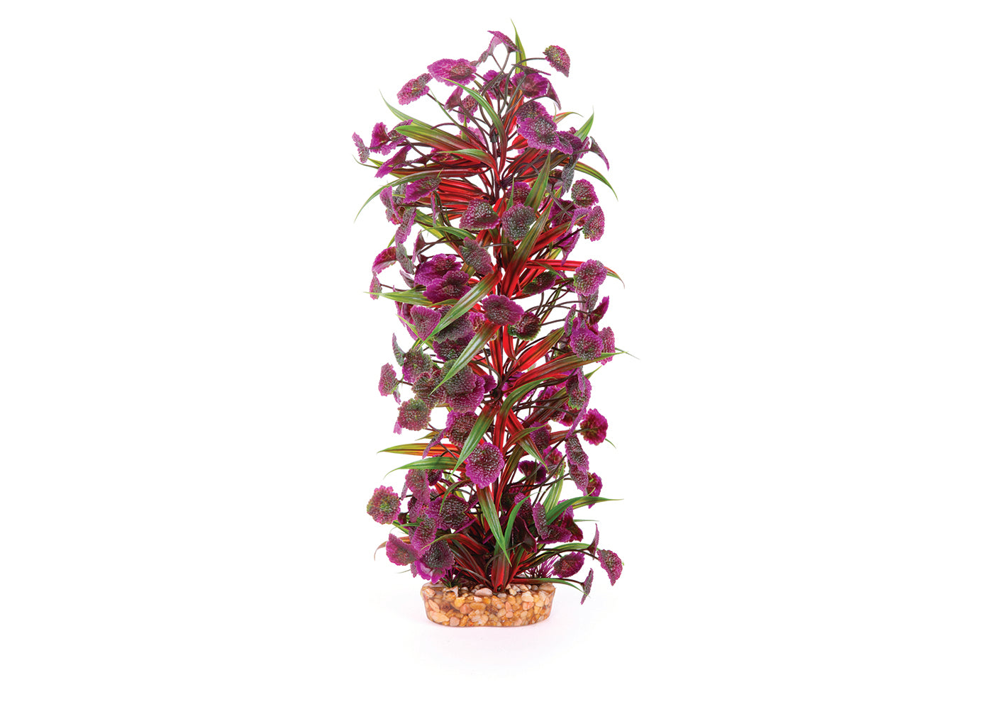 Kazoo Thin Leaf With Maroon Flower Combination Plant 3