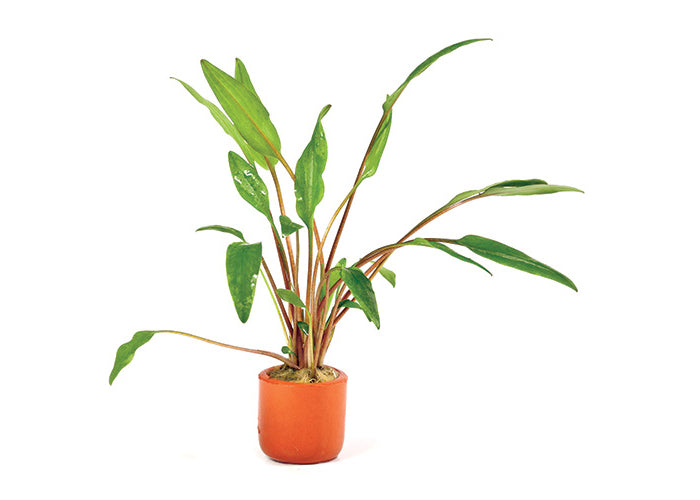 Cryptocoryne Lutea in Terracotta Pot