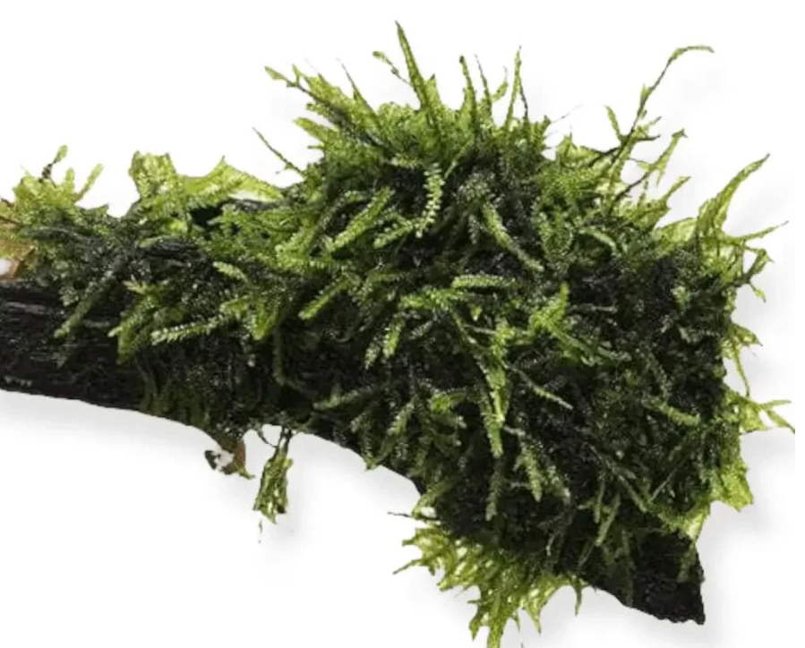 Fontinalis Driftwood Creation