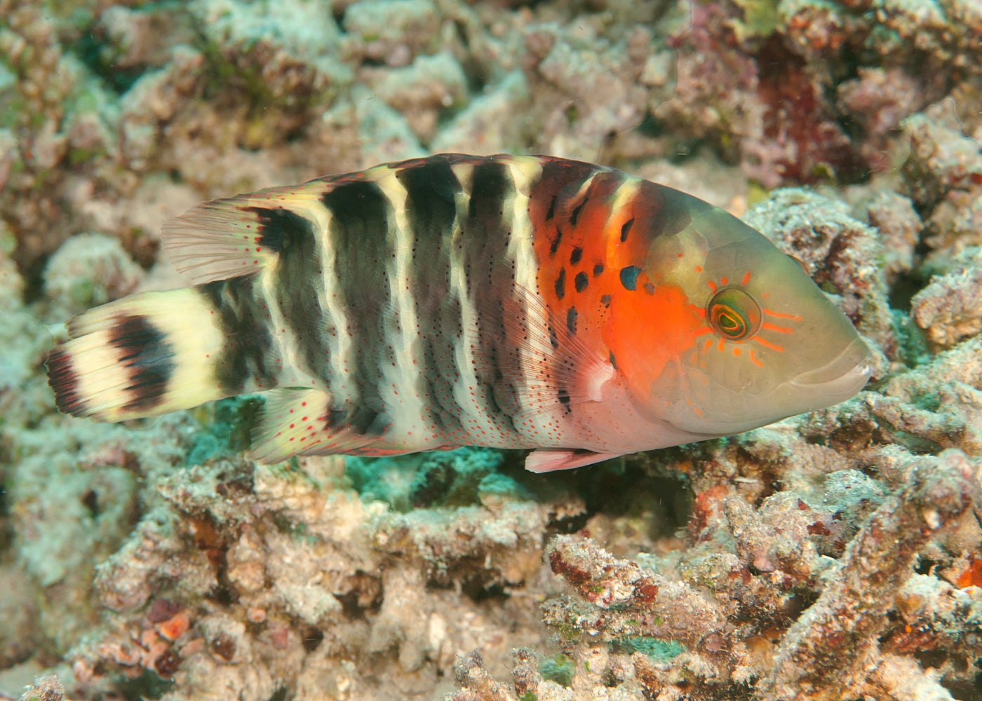Wrasse - Red Breasted Maori