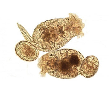 Live Rotifers (per serve)
