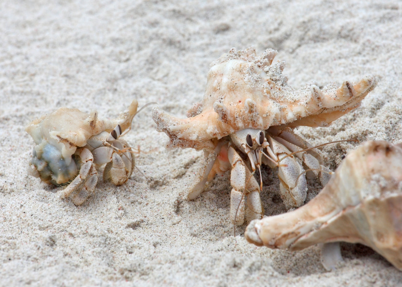 Hermit Crab 2