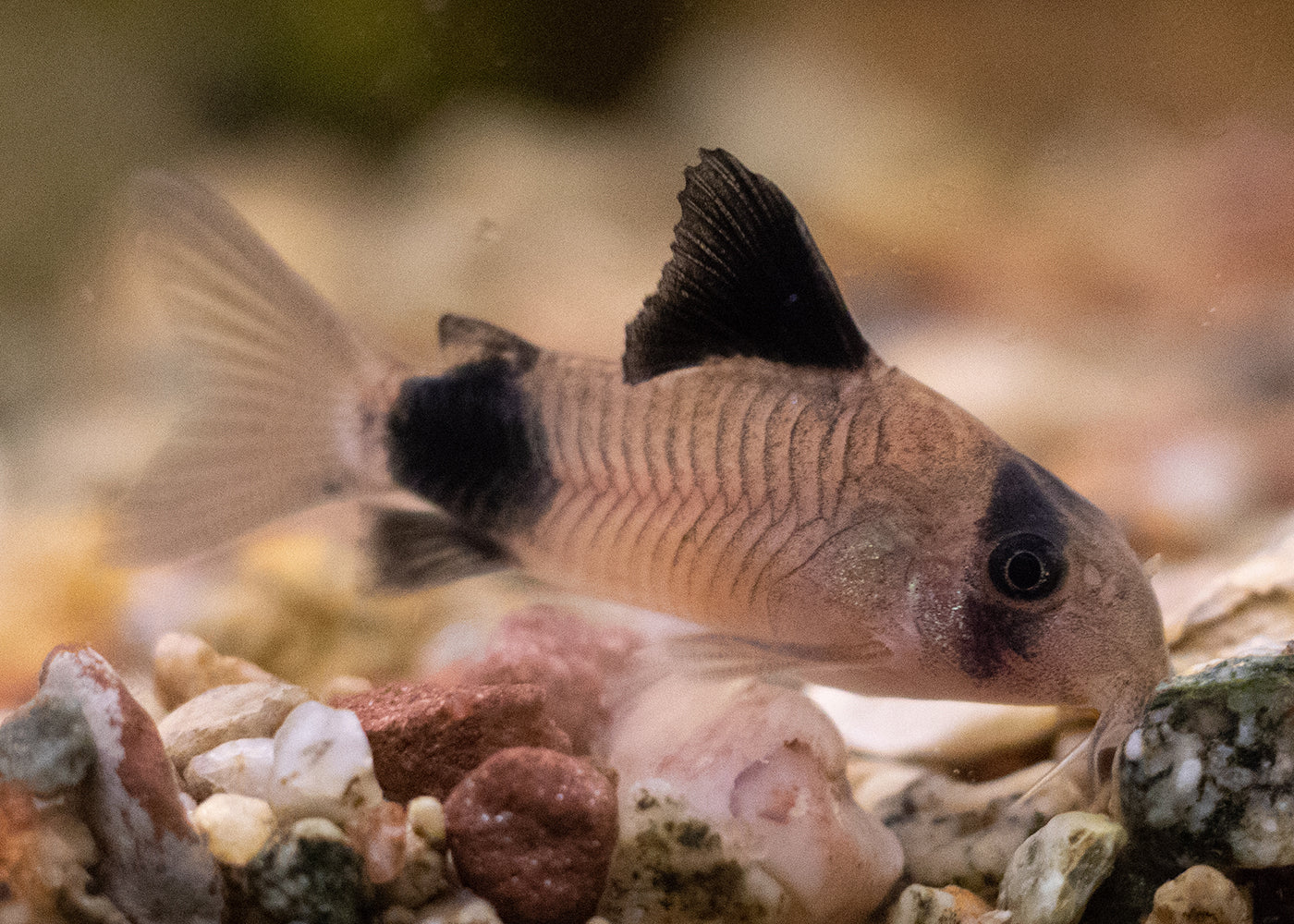 Corydoras - Panda 2