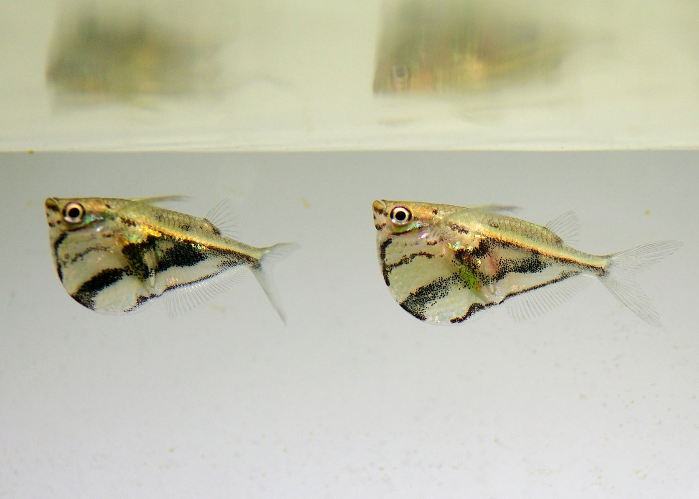 Hatchetfish - Marble