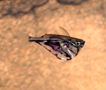 Hatchetfish - Marble 2