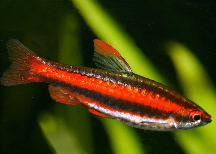 Pencil Fish Special (6 for $16)