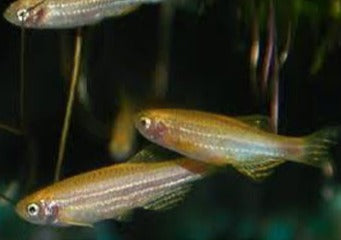 Gold Zebra Danio