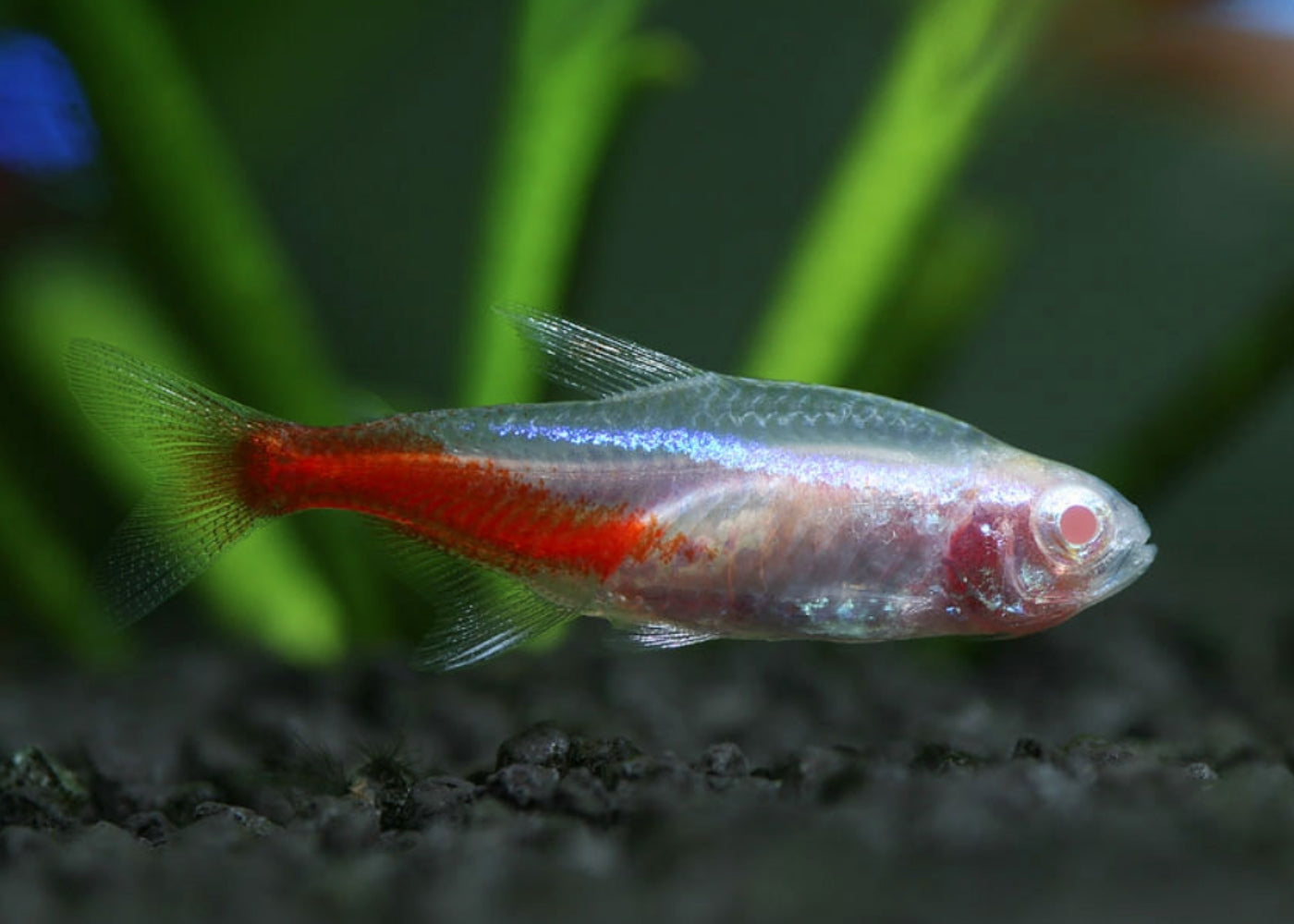 Neon Tetra - Albino