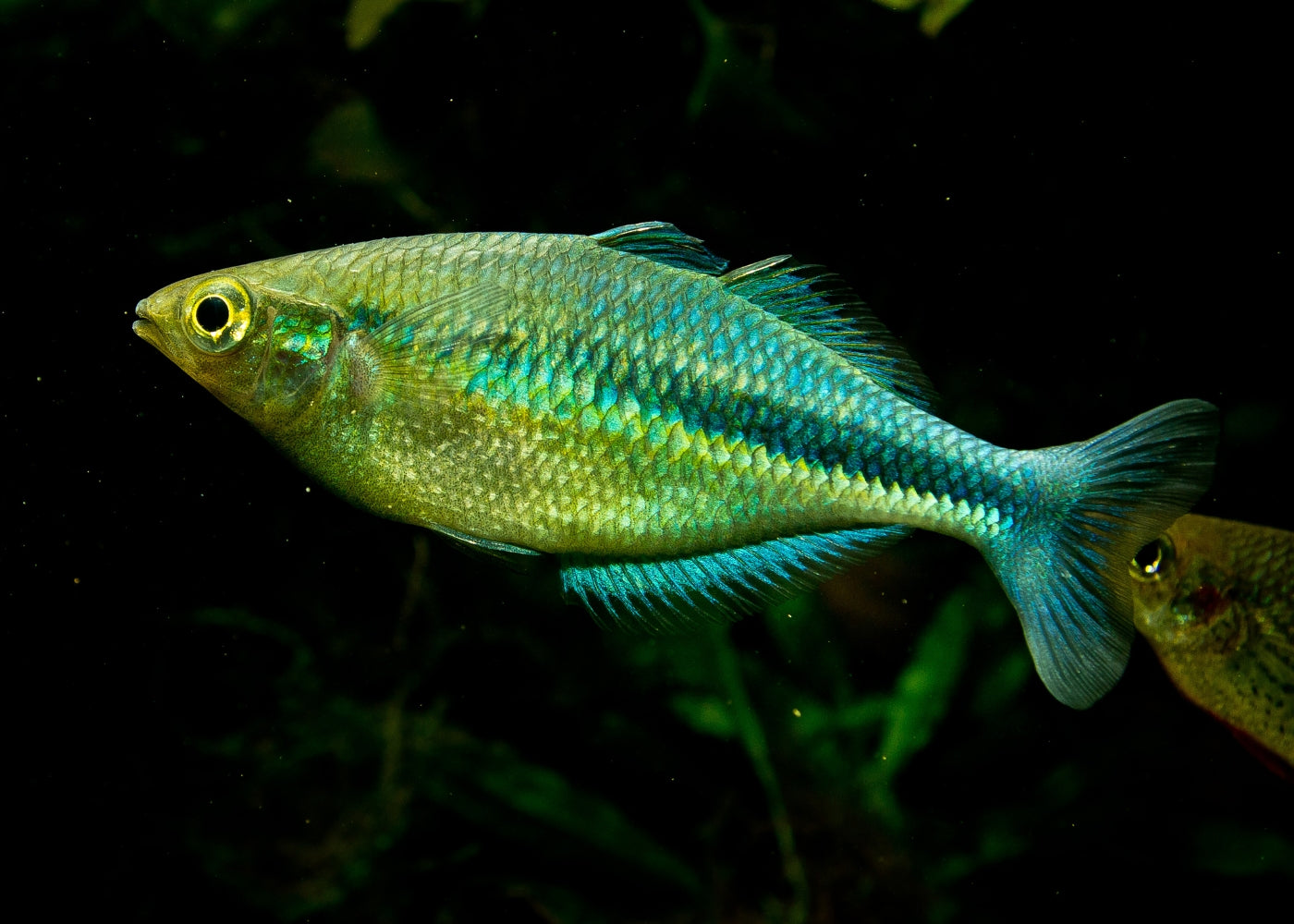 Lake Kutubu Rainbowfish - M. lacustris 2