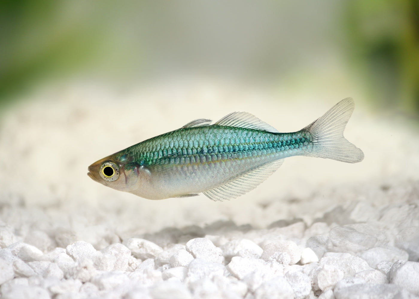 Lake Kutubu Rainbowfish - M. lacustris 3
