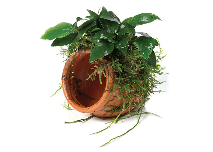 Anubias Nana Terracotta Urn Creation