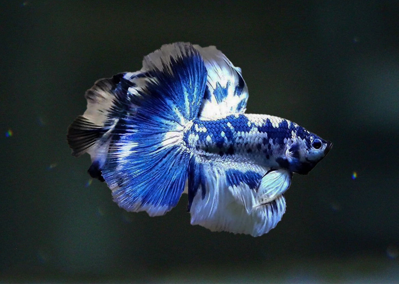 Male Halfmoon Betta
