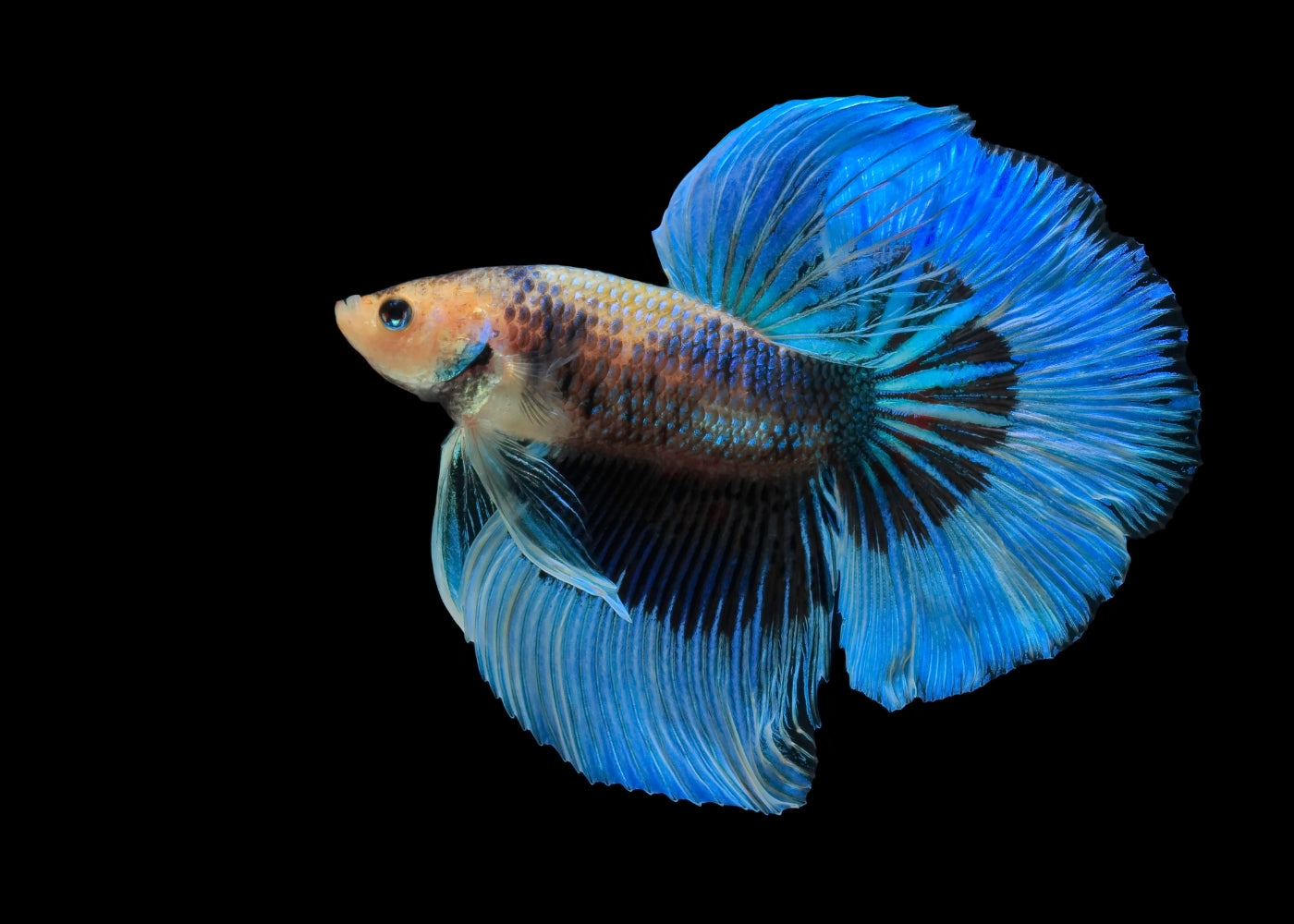 Male Halfmoon Betta 2