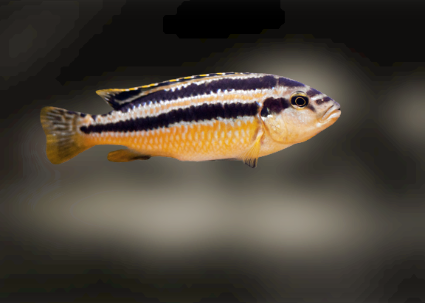 Melanochromis Chipokae