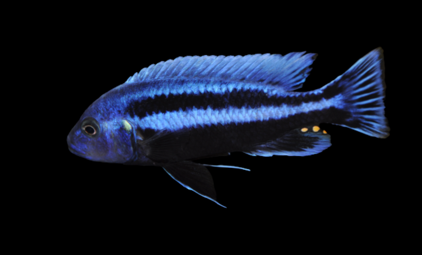 Melanochromis Chipokae 2