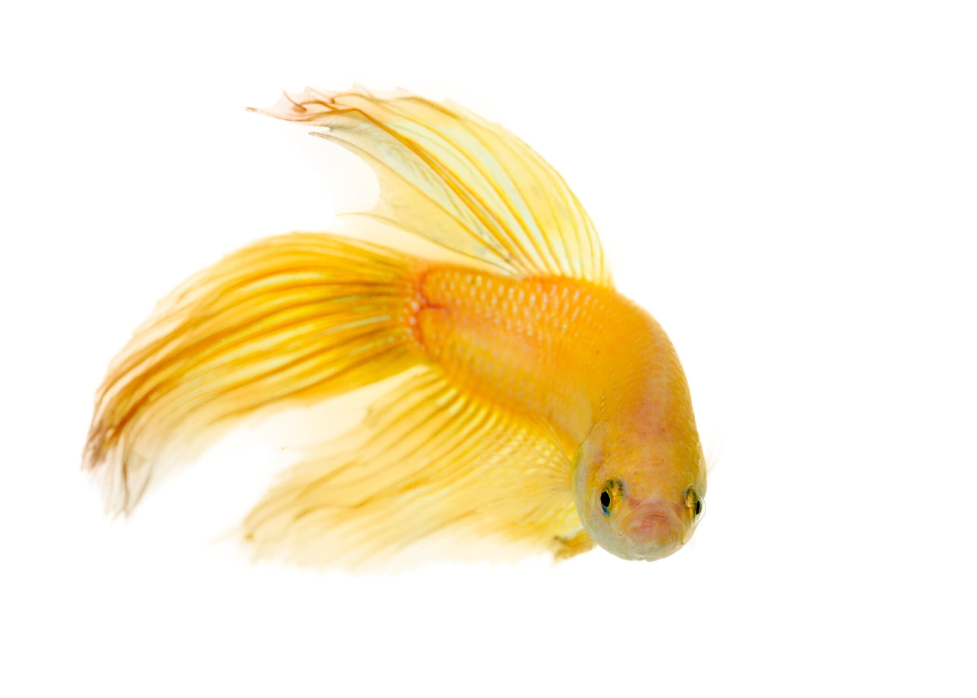 Fighter Male Longfin Yellow