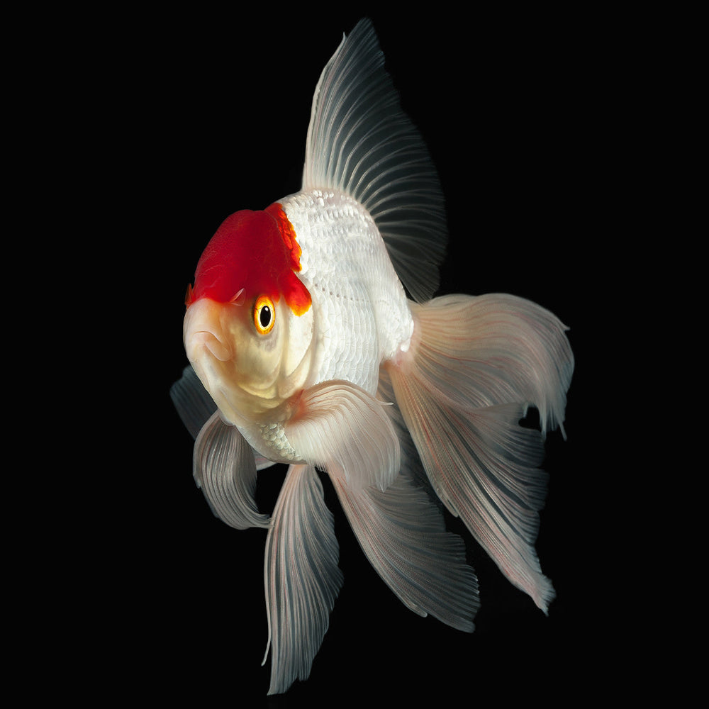 Red Cap Oranda 2